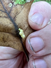 Kokkocynips decidua