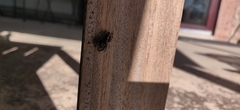Phidippus audax
