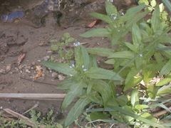 Veronica anagallis-aquatica