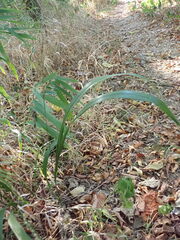 Chasmanthium sessiliflorum
