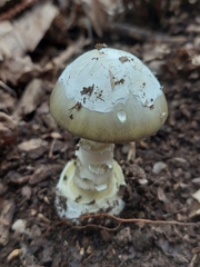 Amanita phalloides
