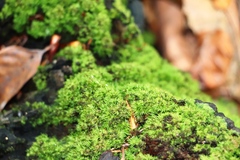 Dicranum montanum