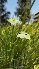 Dietes bicolor