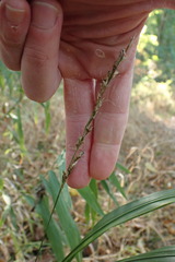 Chasmanthium sessiliflorum