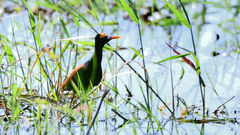 Jacana spinosa