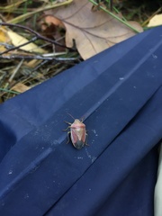 Piezodorus lituratus