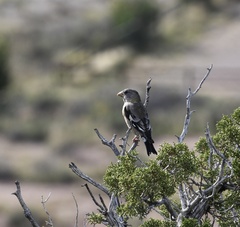 Coccothraustes vespertinus