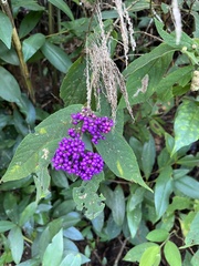 Callicarpa