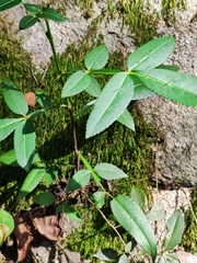 Zanthoxylum armatum