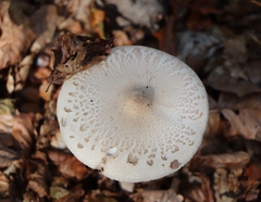 Macrolepiota mastoidea