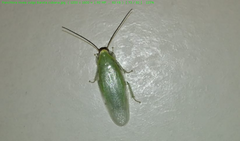 Panchlora