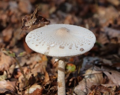 Macrolepiota mastoidea