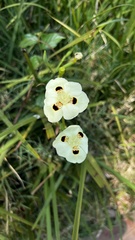 Dietes bicolor