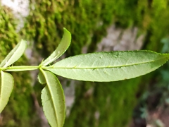 Zanthoxylum armatum