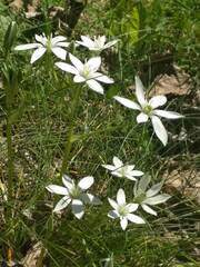 Ornithogalum