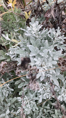 Artemisia stelleriana