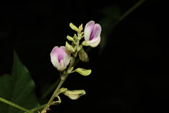 Neustanthus phaseoloides