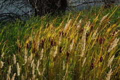 Typha laxmannii