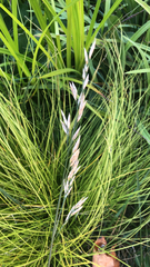 Arrhenatherum elatius