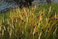 Typha laxmannii