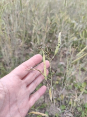 Brassica napus napus
