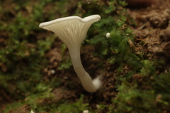 Clitocybe
