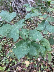 Ulmus