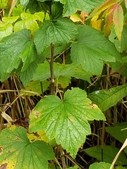 Ribes hudsonianum
