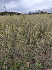 Brassica napus napus