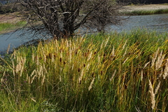 Typha laxmannii