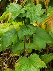 Ribes hudsonianum