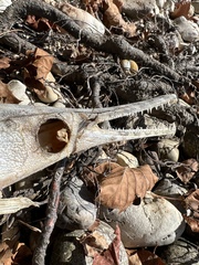Lepisosteus oculatus