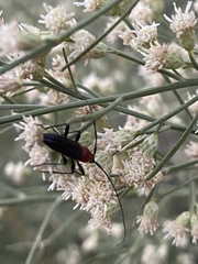 Stenosphenus dolosus