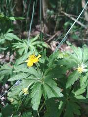 Anemonoides ranunculoides