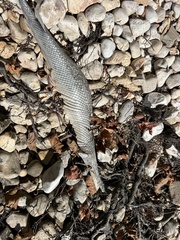 Lepisosteus oculatus