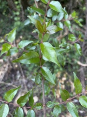 Cephalanthus natalensis