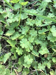 Geranium molle