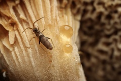 Entomobryoidea