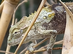 Bradypodion melanocephalum