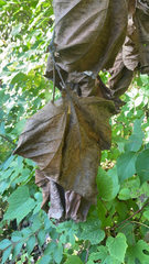 Platanus