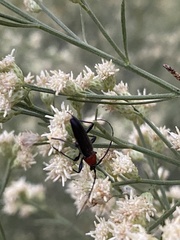 Stenosphenus dolosus