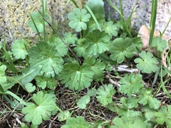 Geranium molle