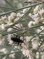 Stenosphenus dolosus