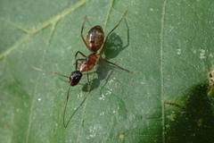 Camponotus americanus