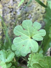 Geranium molle