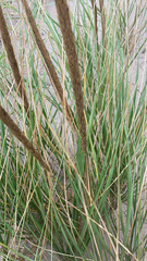 Ammophila breviligulata