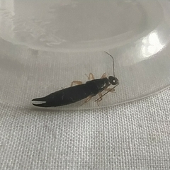 Euborellia annulipes