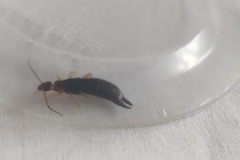 Euborellia annulipes