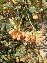 Dombeya wallichii