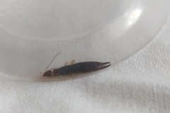 Euborellia annulipes